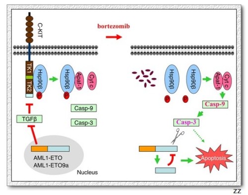 C-KIT赋予癌症干细胞凋亡逃逸潜能的机理与清除白血病干细胞的策略