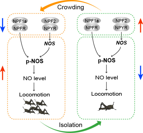 NPF/NO通路调控飞蝗型变过程中运动可塑性的机理模型